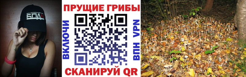 мега маркетплейс  Дыгулыбгей  Галлюциногенные грибы Psilocybine cubensis 